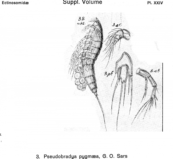 Pseudobradya pygmaea from Sars, G.O. 1920 Pseudobradya pygmaea from Sars, G.O. 1920