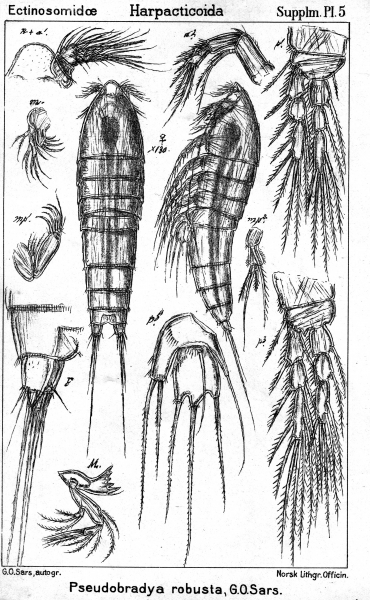 Pseudobradya robusta from Sars, G.O. 1911 Pseudobradya robusta from Sars, G.O. 1911