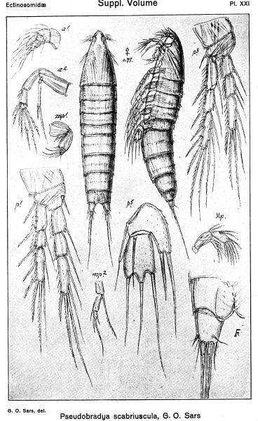 Pseudobradya scabriuscula from Sars, G.O. 1920 Pseudobradya scabriuscula from Sars, G.O. 1920