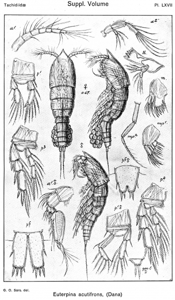 Euterpina acutifrons from Sars, G.O. 1921 Euterpina acutifrons from Sars, G.O. 1921