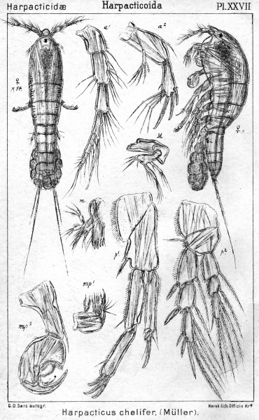Harpacticus chelifer from Sars, G.O. 1904 Harpacticus chelifer from Sars, G.O. 1904