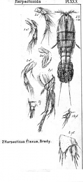 Harpacticus flexus from Sars, G.O. 1904 Harpacticus flexus from Sars, G.O. 1904