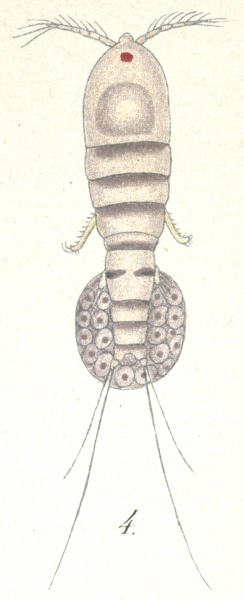 Harpacticus gracilis from Brian, A 1921 Harpacticus gracilis from Brian, A 1921