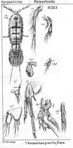 Harpacticus gracilis from Sars, G.O. 1904 Harpacticus gracilis from Sars, G.O. 1904