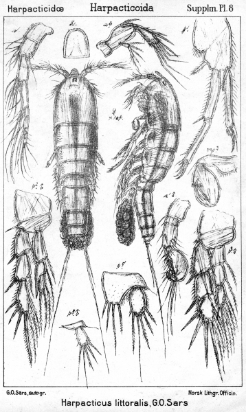 Harpacticus littoralis from Sars, G.O. 1911 Harpacticus littoralis from Sars, G.O. 1911