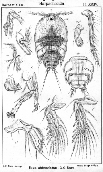 Zaus abbreviatus from Sars, G.O. 1904 Zaus abbreviatus from Sars, G.O. 1904