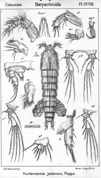 Huntemannia jadensis from Sars, G.O. 1909 Huntemannia jadensis from Sars, G.O. 1909