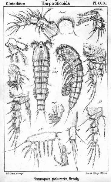 Nannopus palustris from Sars, G.O. 1909 Nannopus palustris from Sars, G.O. 1909