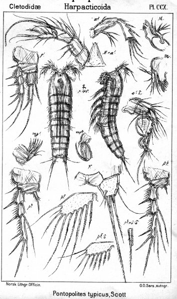 Pontopolites typicus from Sars, G.O. 1909