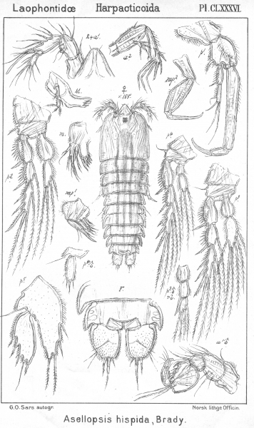 Asellopsis hispida from Sars, G.O. 1908 Asellopsis hispida from Sars, G.O. 1908