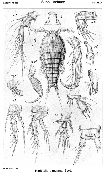 Harrietella simulans from Sars, G.O. 1920 Harrietella simulans from Sars, G.O. 1920