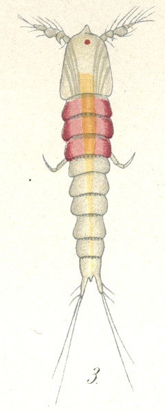 Laophonte cornuta from Brian, A 1921 Laophonte cornuta from Brian, A 1921