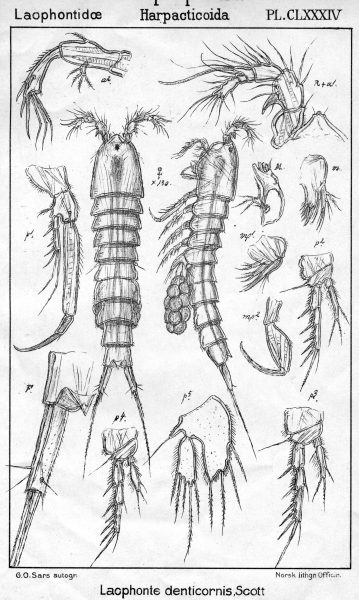 Laophonte denticornis from Sars, G.O. 1908 Laophonte denticornis from Sars, G.O. 1908