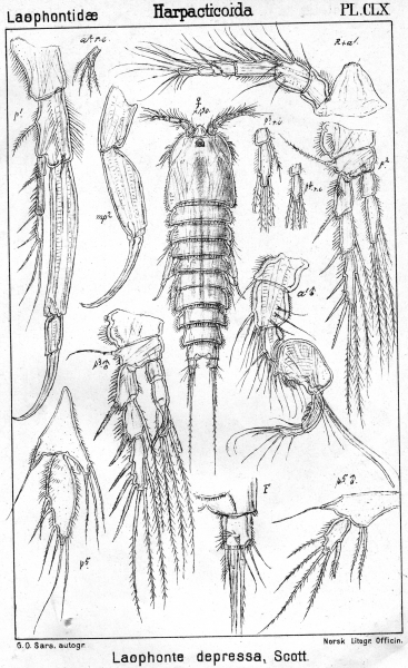 Laophonte depressa from Sars, G.O. 1907 Laophonte depressa from Sars, G.O. 1907