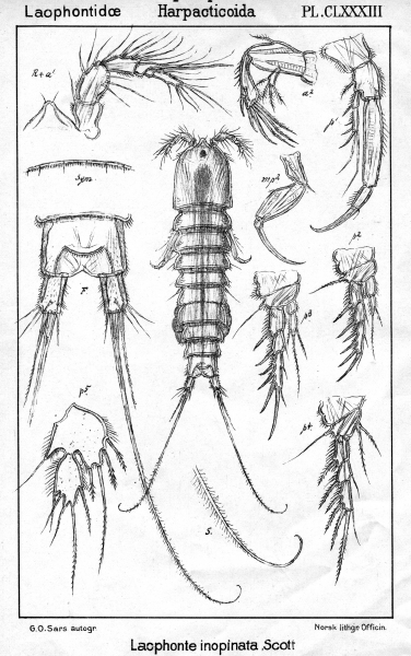 Laophonte inopinata from Sars, G.O. 1908 Laophonte inopinata from Sars, G.O. 1908