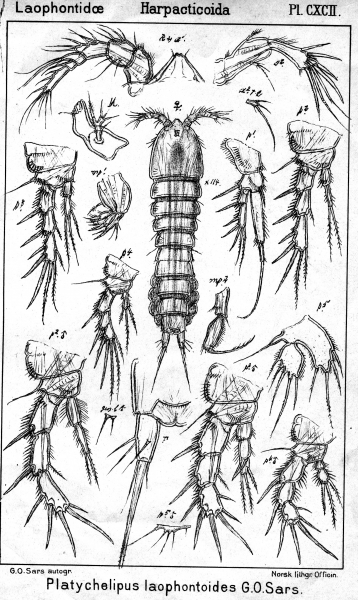 Platychelipus laophontoides from Sars, G.O. 1908 Platychelipus laophontoides from Sars, G.O. 1908