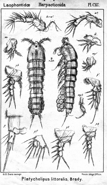 Platychelipus littoralis from Sars, G.O. 1908 Platychelipus littoralis from Sars, G.O. 1908