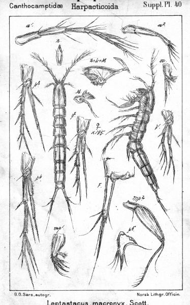 Leptastacus macronyx from Sars, G.O. 1911 Leptastacus macronyx from Sars, G.O. 1911