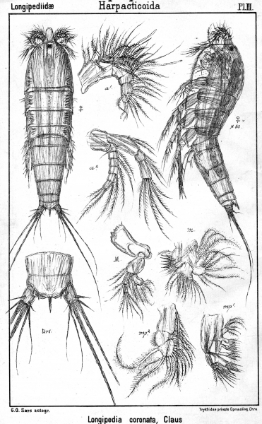 Longipedia coronata from Sars, G.O. 1903 Longipedia coronata from Sars, G.O. 1903