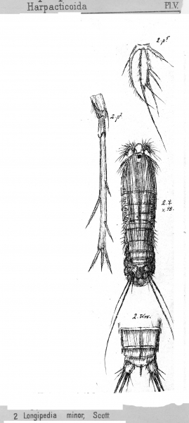 Longipedia minor from Sars, G.O. 1903 Longipedia minor from Sars, G.O. 1903