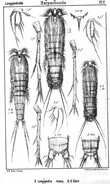 Longipedia rosea from Sars, G.O. 1903 Longipedia rosea from Sars, G.O. 1903