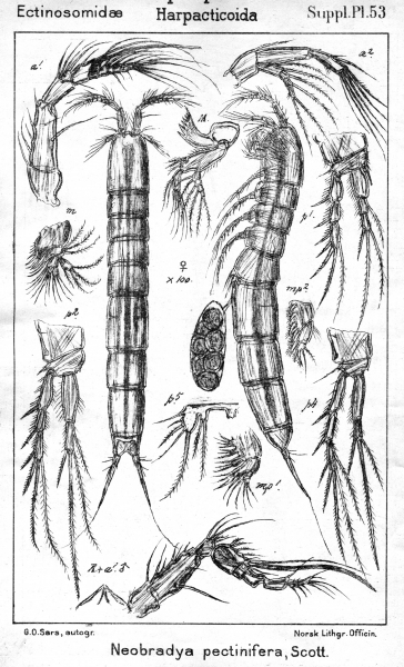 Neobradya pectinifera from Sars, G.O. 1911 Neobradya pectinifera from Sars, G.O. 1911