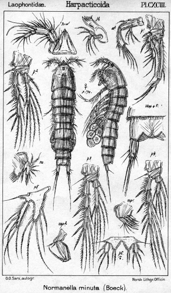 Normanella minuta from Sars, G.O. 1909 Normanella minuta from Sars, G.O. 1909