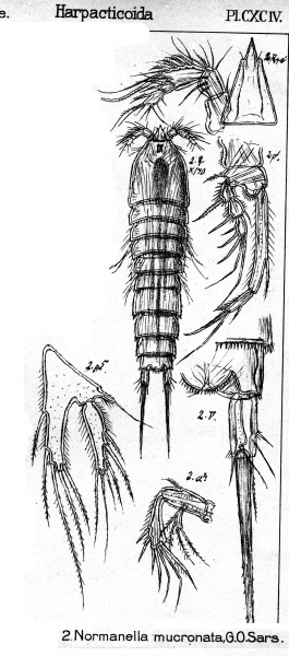 Normanella mucronata from Sars, G.O. 1909 Normanella mucronata from Sars, G.O. 1909