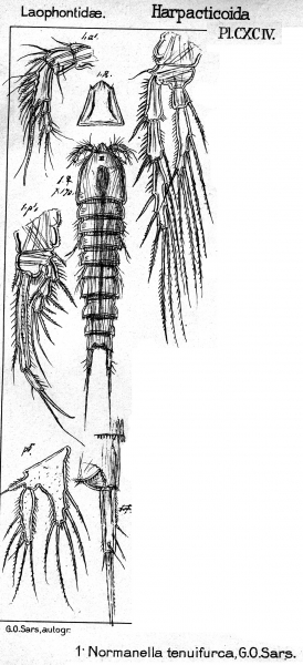 Normanella tenifurca from Sars, G.O. 1909 Normanella tenifurca from Sars, G.O. 1909