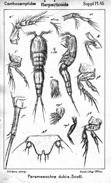 Paramesochra dubia from Sars, G.O. 1911 Paramesochra dubia from Sars, G.O. 1911