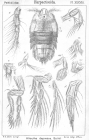 Alteutha depressa from Sars, G.O. 1904