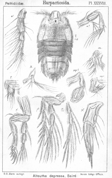 Alteutha depressa from Sars, G.O. 1904 Alteutha depressa from Sars, G.O. 1904