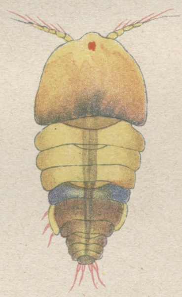 Alteutha interrupta from Brian, A 1921 Alteutha interrupta from Brian, A 1921