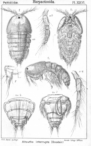 Alteutha interrupta from Sars, G.O. 1904 Alteutha interrupta from Sars, G.O. 1904