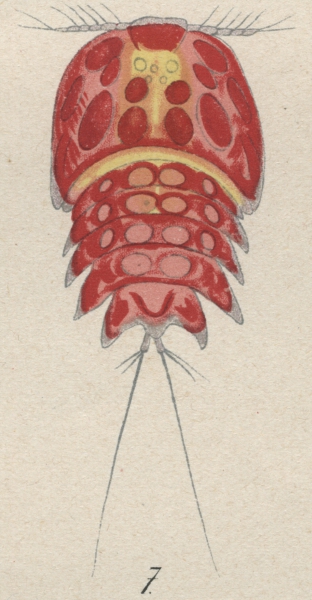 Peltidium purpureum from Brian, A 1921 Peltidium purpureum from Brian, A 1921