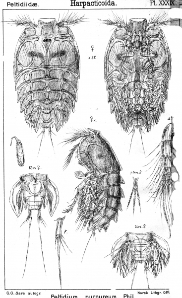 Peltidium purpureum from Sars, G.O. 1904 Peltidium purpureum from Sars, G.O. 1904
