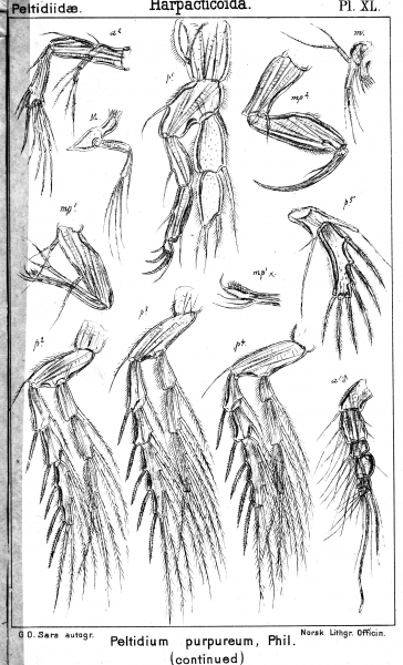 Peltidium purpureum from Sars, G.O. 1904 Peltidium purpureum from Sars, G.O. 1904