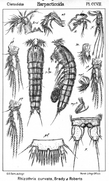 Rhizothrix curvatum from Sars, G.O. 1909 Rhizothrix curvatum from Sars, G.O. 1909