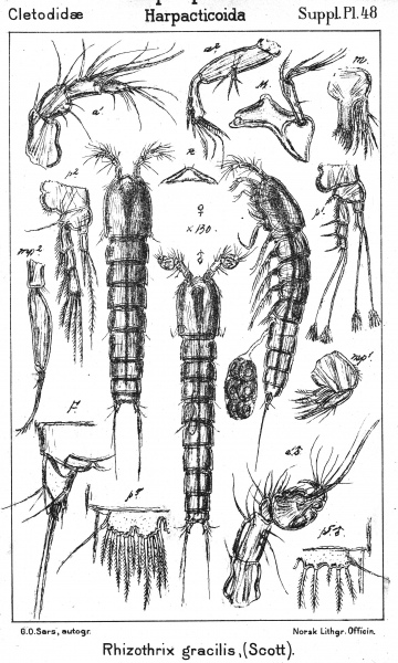 Rhizothrix gracilis from Sars, G.O. 1911 Rhizothrix gracilis from Sars, G.O. 1911