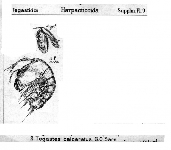 Tegastes calcaratus from Sars, G.O. 1911 Tegastes calcaratus from Sars, G.O. 1911