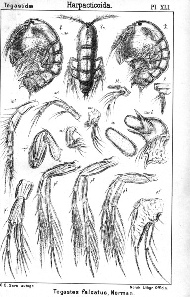 Tegastes falcatus from Sars, G.O. 1904 Tegastes falcatus from Sars, G.O. 1904