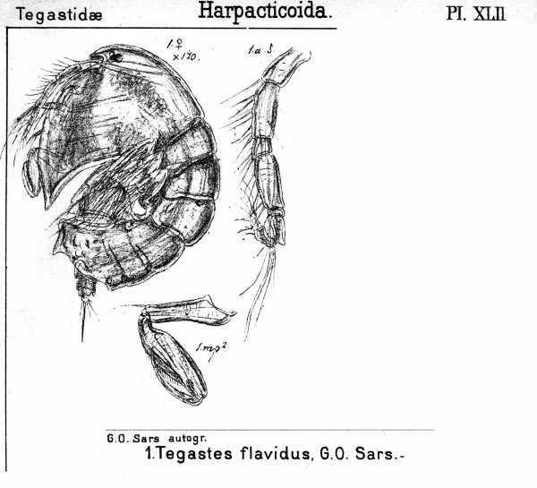 Tegastes flavidus from Sars, G.O. 1904 Tegastes flavidus from Sars, G.O. 1904