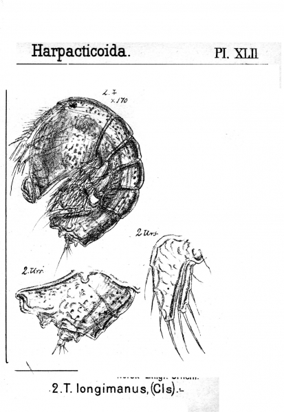 Tegastes longiramus from Sars, G.O. 1904 Tegastes longiramus from Sars, G.O. 1904