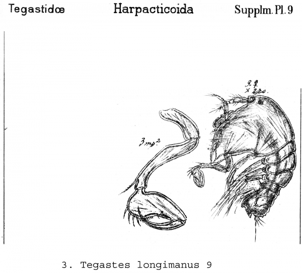 Tegastes longiramus from Sars, G.O. 1911 Tegastes longiramus from Sars, G.O. 1911