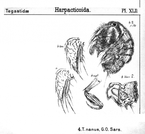 Tegastes nanus from Sars, G.O. 1904 Tegastes nanus from Sars, G.O. 1904