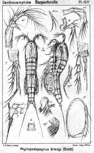 Phyllopodopsyllus bradyi from Sars, G.O. 1907 Phyllopodopsyllus bradyi from Sars, G.O. 1907