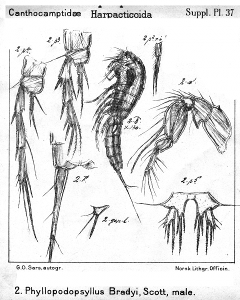 Phyllopodopsyllus bradyi from Sars, G.O. 1911 Phyllopodopsyllus bradyi from Sars, G.O. 1911