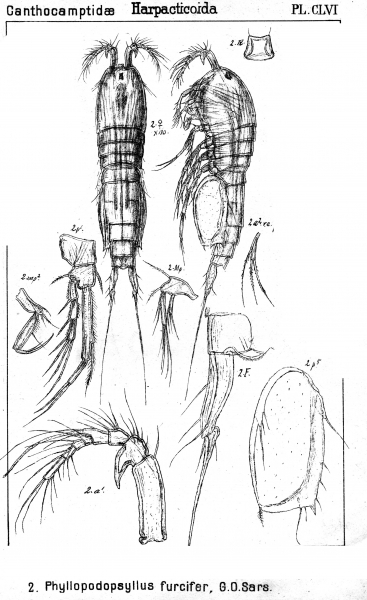 Phyllopodopsyllus furciger from Sars, G.O. 1907 Phyllopodopsyllus furciger from Sars, G.O. 1907