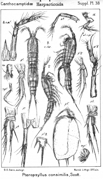 Pteropsyllus consimilis from Sars, G.O. 1911 Pteropsyllus consimilis from Sars, G.O. 1911
