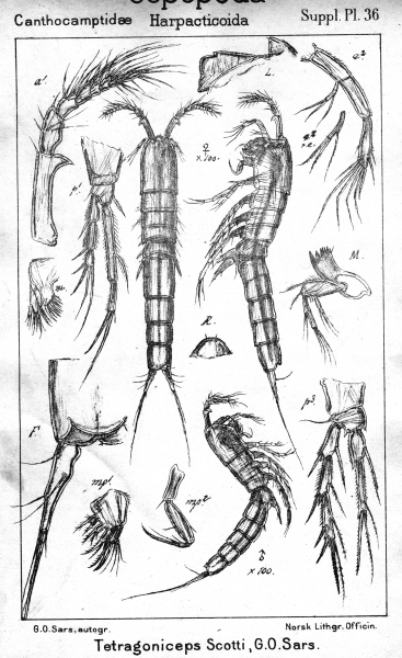 Tetragoniceps scotti from Sars, G.O. 1911 Tetragoniceps scotti from Sars, G.O. 1911